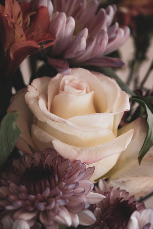 Бесплатное стоковое фото с белая роза, вертикальный выстрел, декоративный