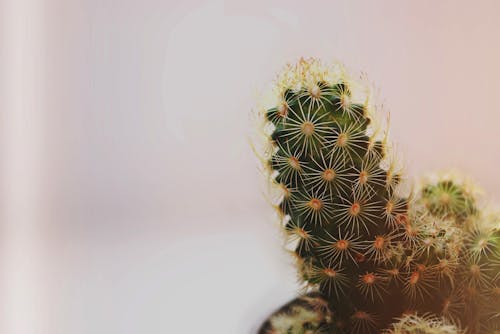 Close-Up Photo of Cactus