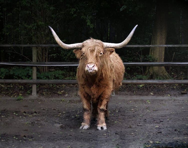 Brown Cattle