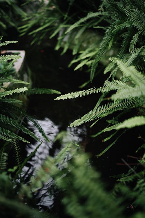 Fronds of Ferns over Pond