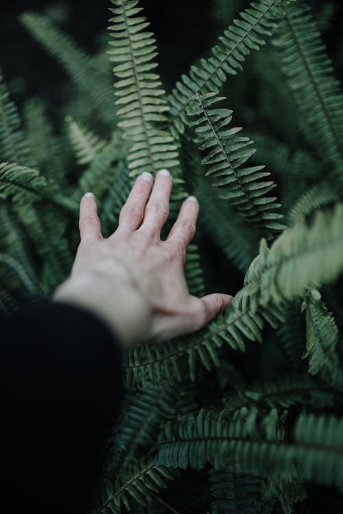 Hand Touching Ferns