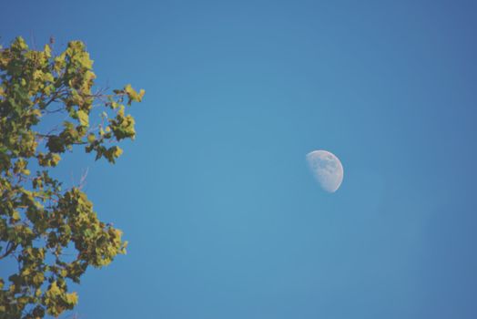 明亮的蓝天下，半月与树枝构成一幅美景