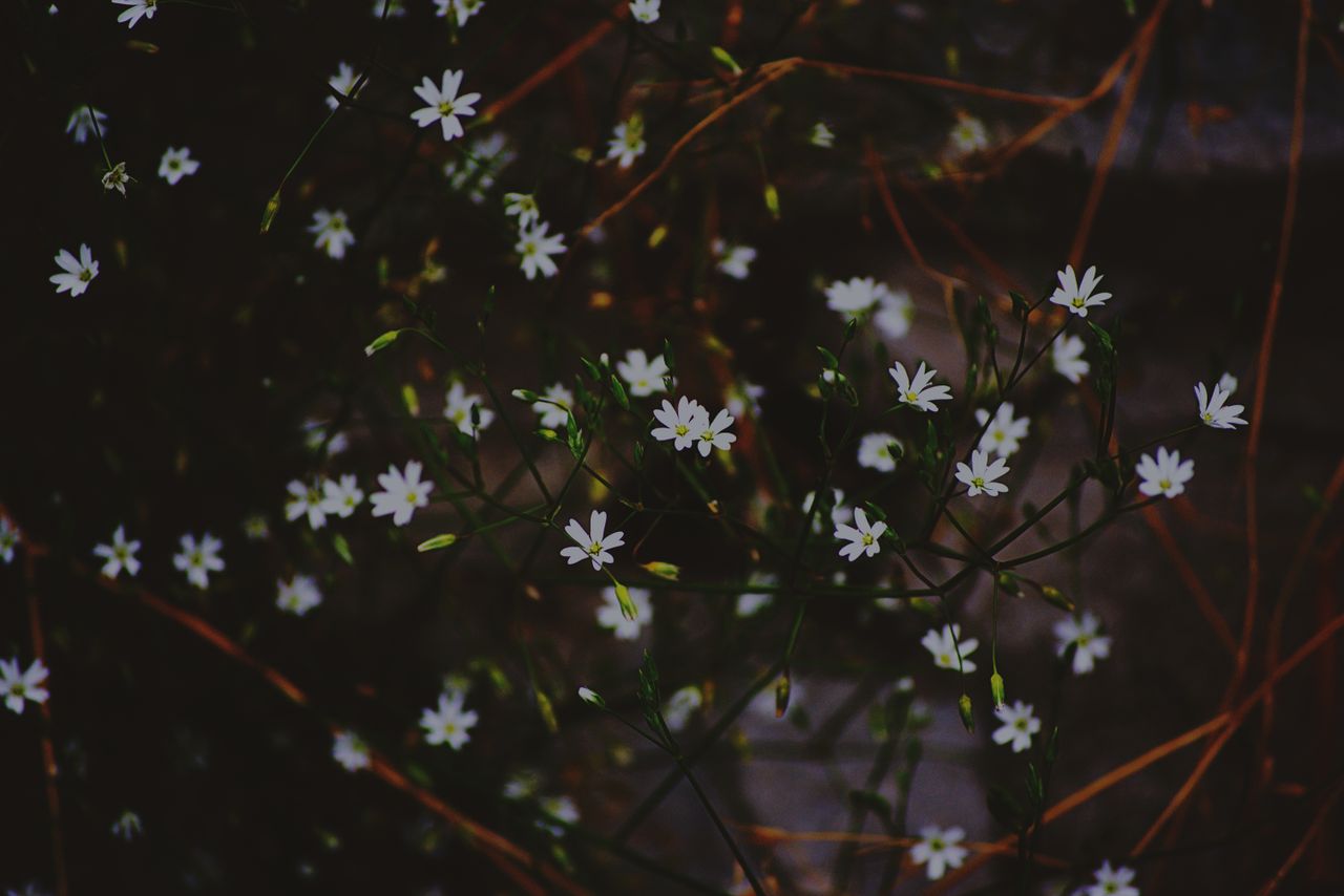 close up of delicate white flowers with dark foliage evoking a moody a