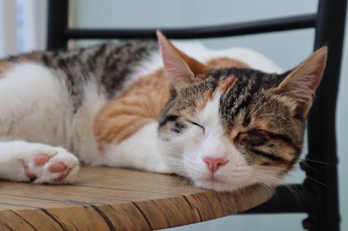 Free A close-up of a calico cat comfortably sleeping on a wooden chair indoors. Stock Photo