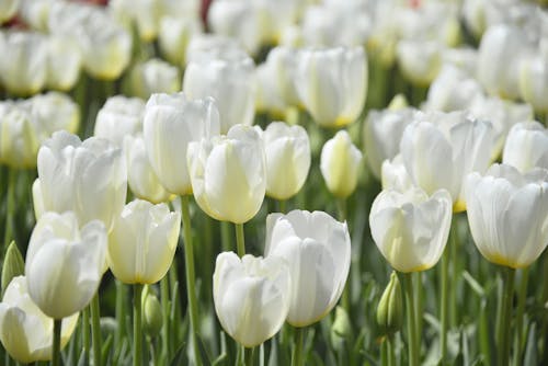 Kostnadsfri bild av blommor, närbild, natur