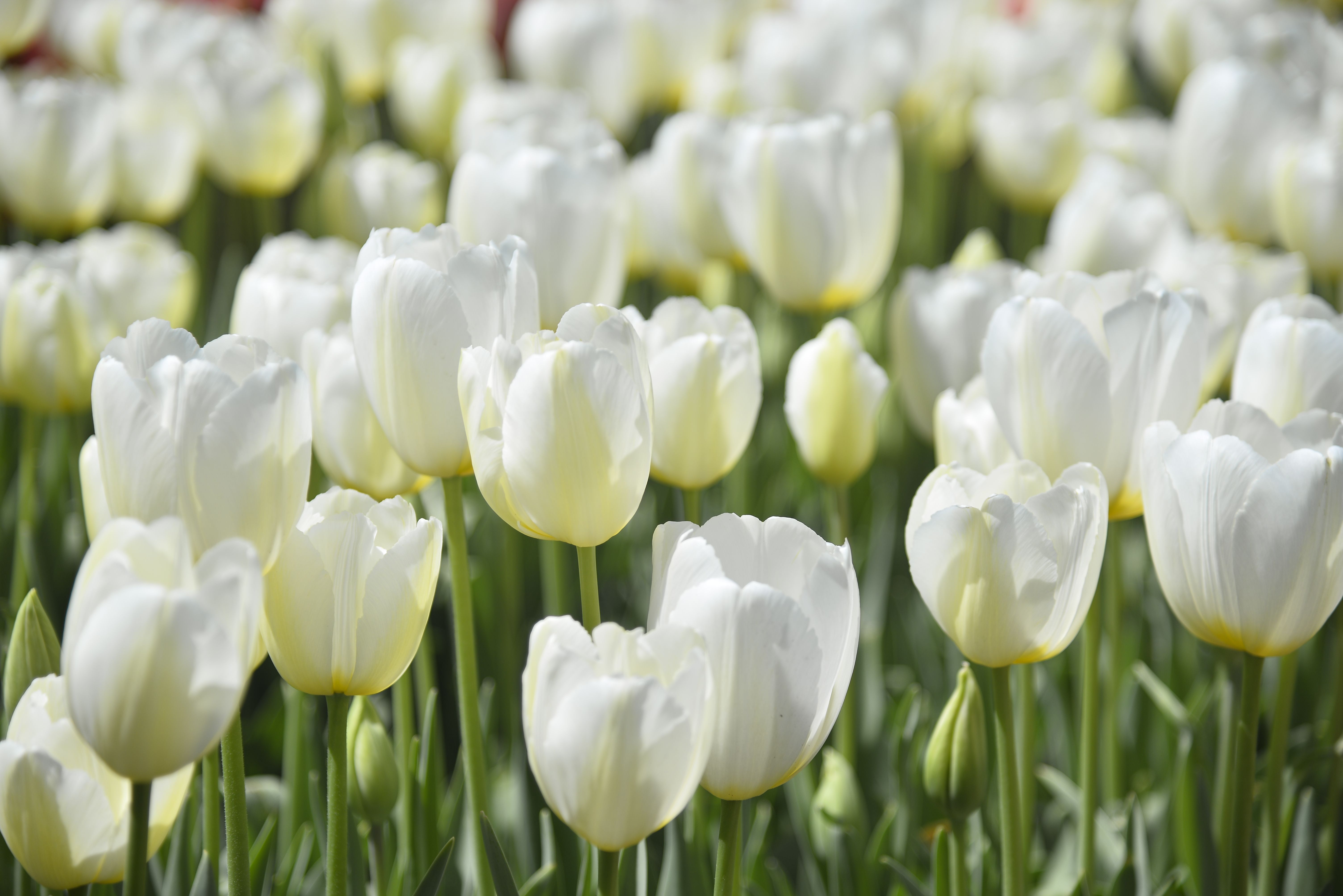 Close-up of White Tulip Flowers · Free Stock Photo