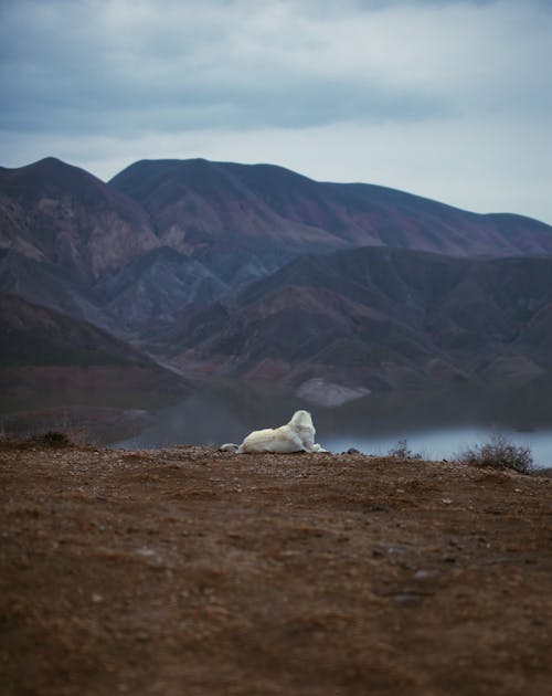 Free Clouds over Dog on Hill with Lake behind Stock Photo