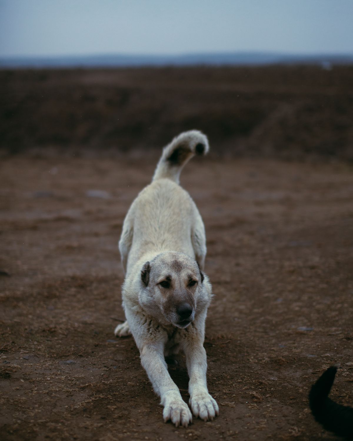 Dog stretching with its front legs extended on an outdoor path