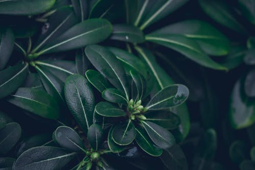 Darmowe zdjęcie z galerii z ciemnozielony, liście, zielony