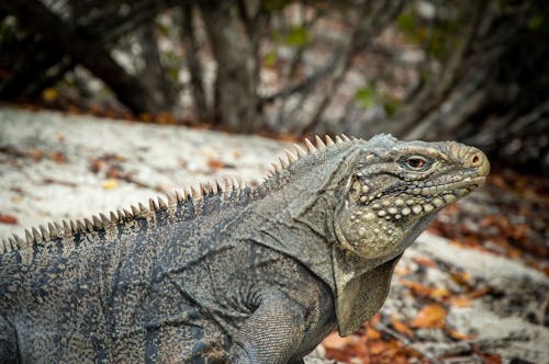 Iguana in Close Up