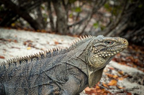 Free Detailed close-up of a wild iguana in its natural habitat, showcasing its texture and colors. Stock Photo