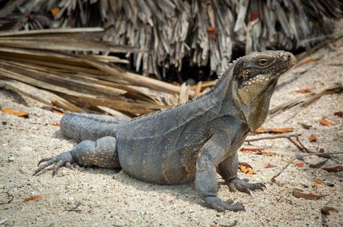 Free A vibrant iguana rests on a sandy beach surrounded by dried leaves and natural textures. Stock Photo