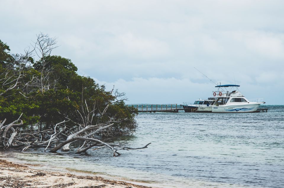 White fishing boat moored at a wooden dock beside mangrove trees