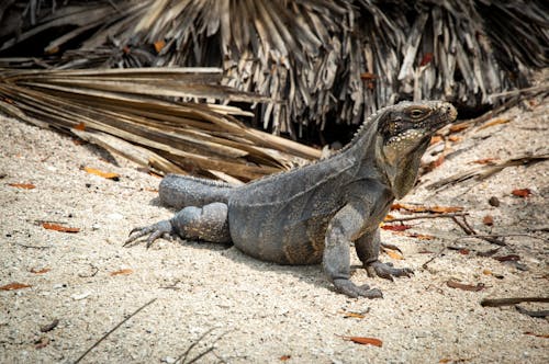 Cute Iguana on Beach