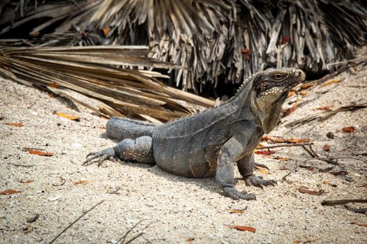 Cute Iguana on Beach