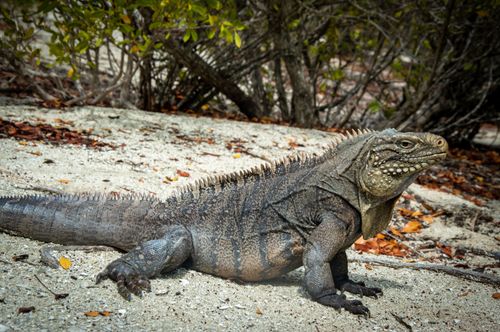Free A majestic iguana basking on a sandy beach surrounded by lush greenery. Stock Photo