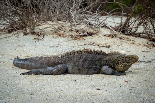 Kostenloses Stock Foto zu eidechse, exotisch, leguan