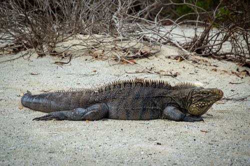 Free Close-up of an iguana resting on a sandy beach, showcasing its natural habitat. Stock Photo