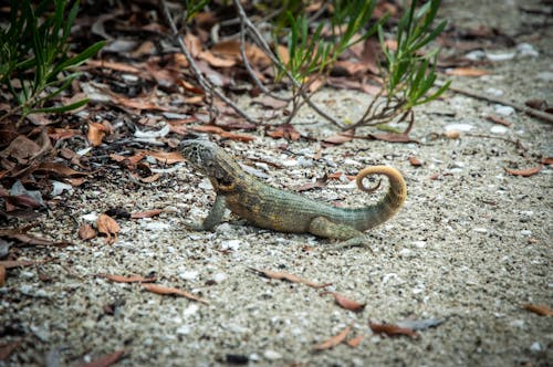 Foto d'estoc gratuïta de animal, exòtic, iguana