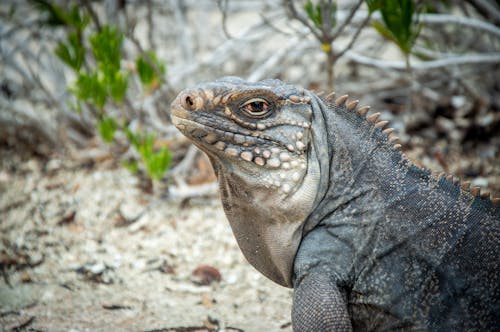 Close-up of an Iguana 