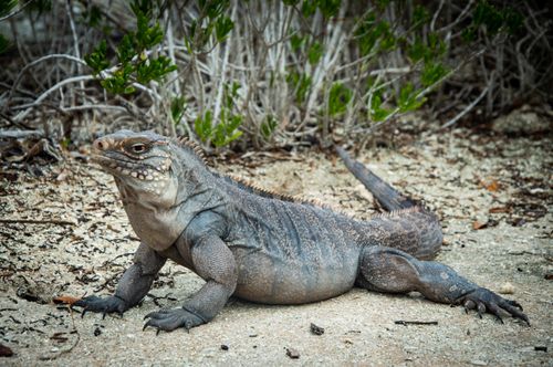Free Close-up of a Cuban rock iguana on sandy ground. Ideal for nature lovers and wildlife enthusiasts. Stock Photo