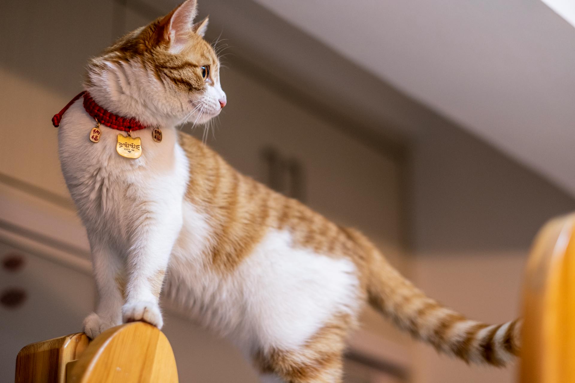 Cat Wearing Collar