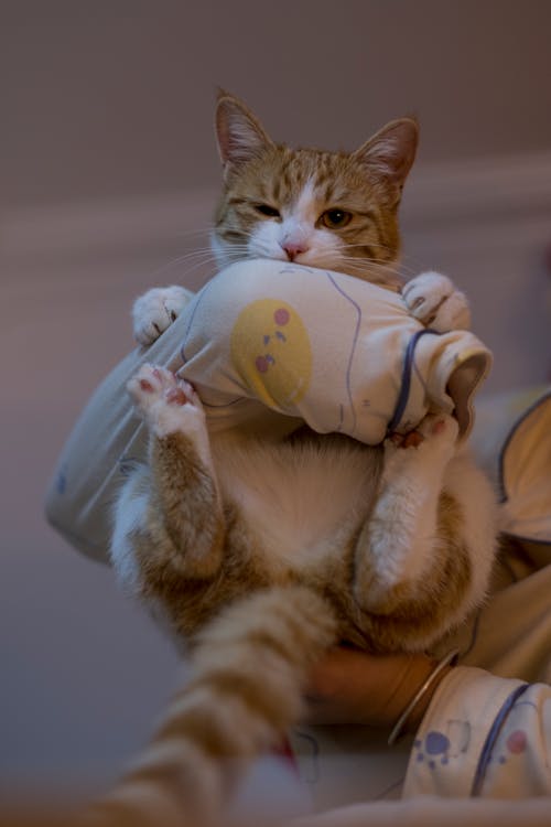 Person in Pajamas Playing with Ginger Cat