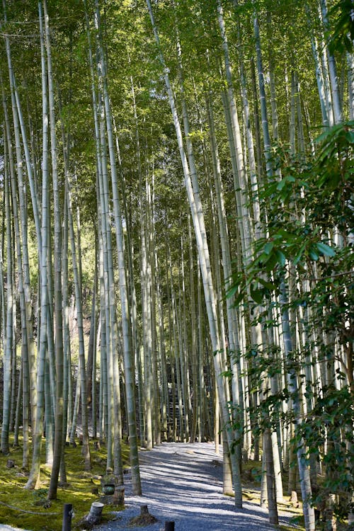 Kostenlos Kostenloses Stock Foto zu bambus, bäume, flora Stock-Foto
