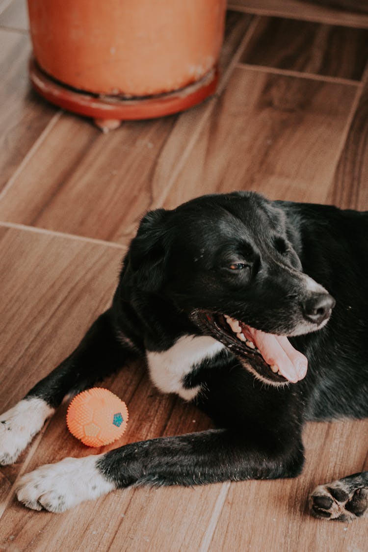 Happy Dog With Ball