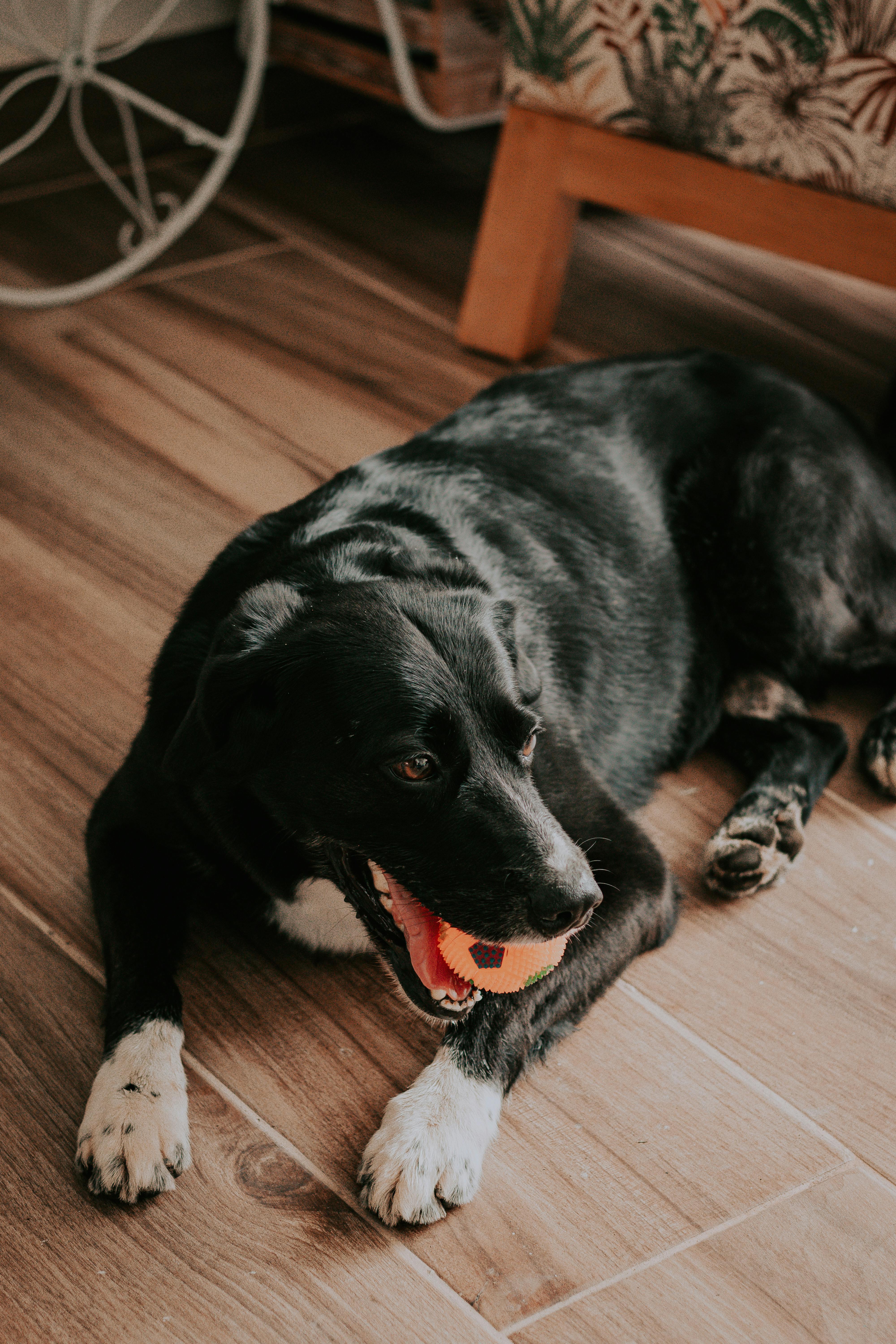 a dog lying on the floor with a toy in its mouth