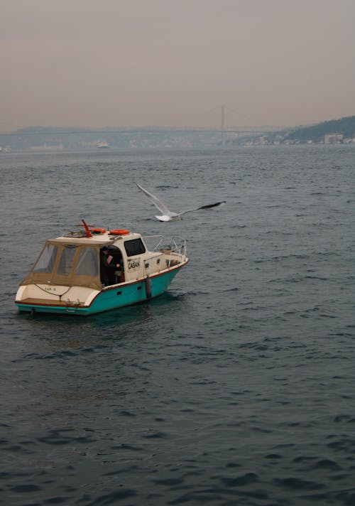 Seagull Flying after Motorboat on Bosphorus