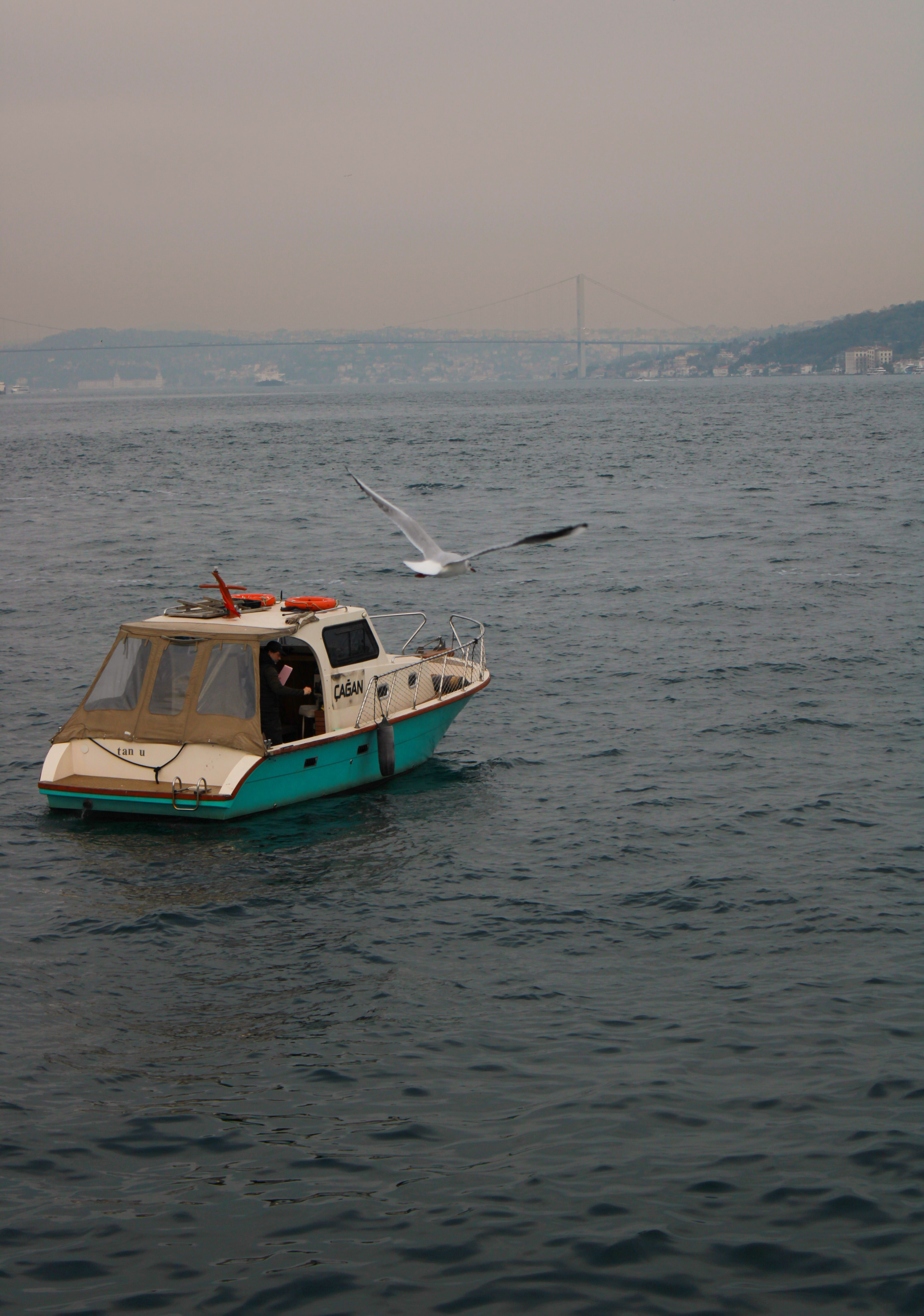 Seagull Flying after Motorboat on Bosphorus · Free Stock Photo