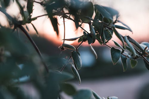 Close-up of Branches with Green Leaves at Sunset 