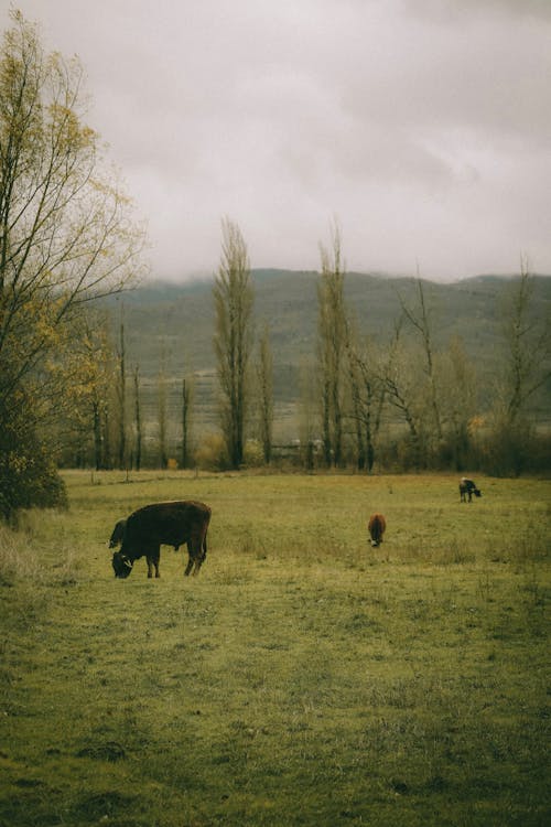 Cows Grazing in the Pasture 