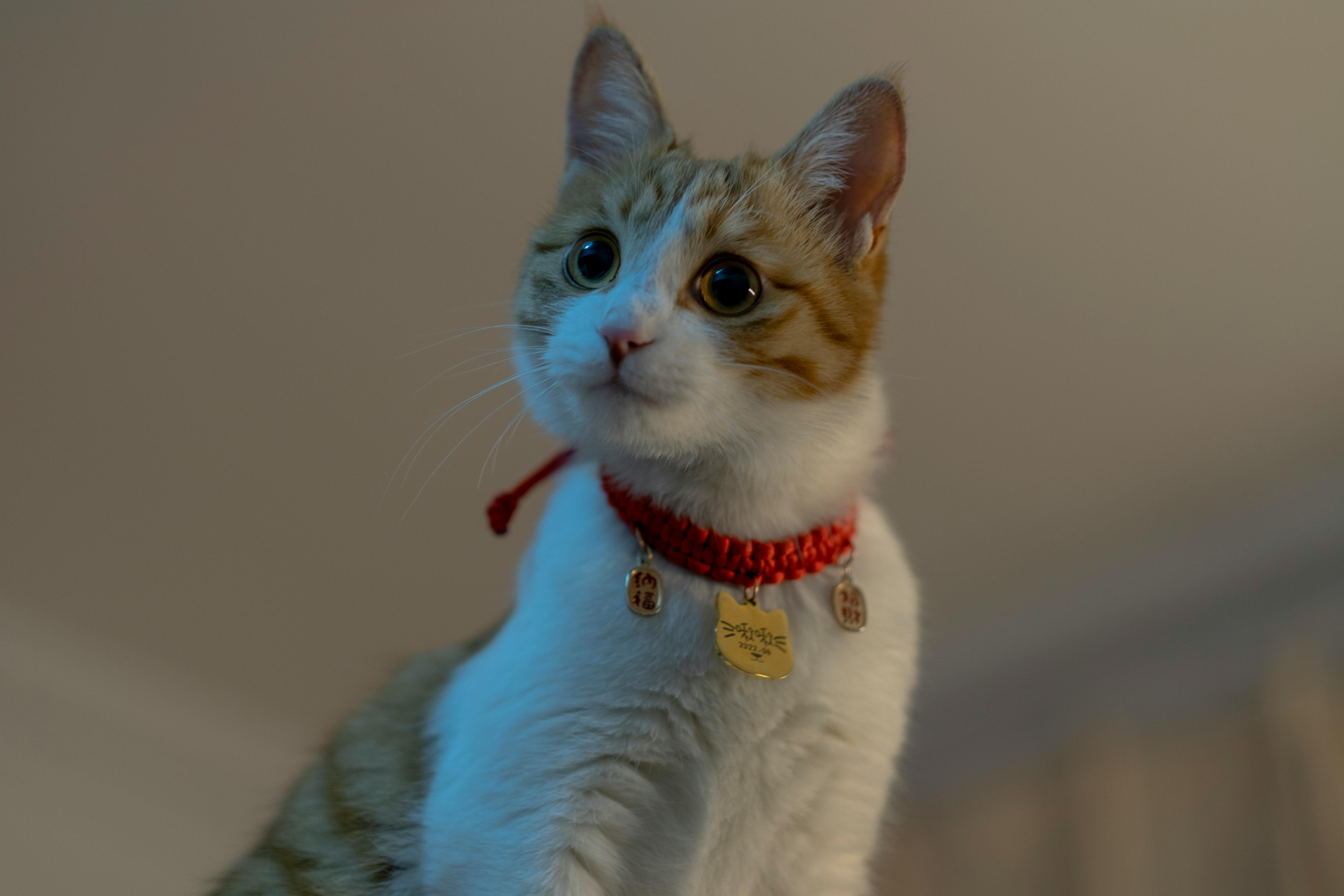 A cat wearing a collar and standing on a table · Free Stock Photo