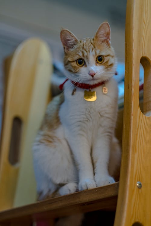 Close-up of a Cat Sitting on a Ladder 