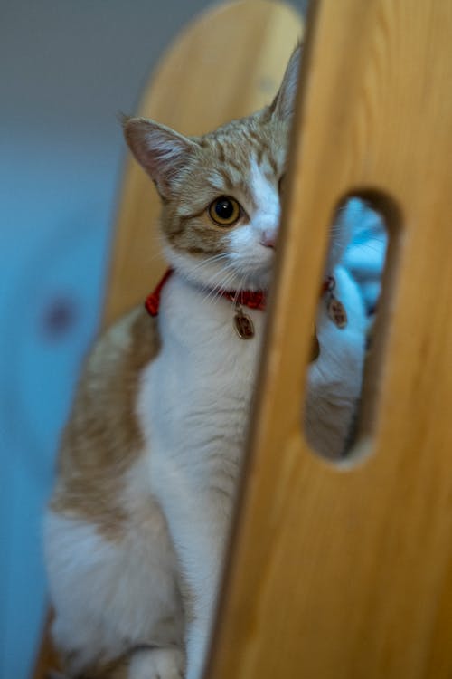 Close-up of a Cat with Red Collar Sitting on a Wooden Piece of Furniture 