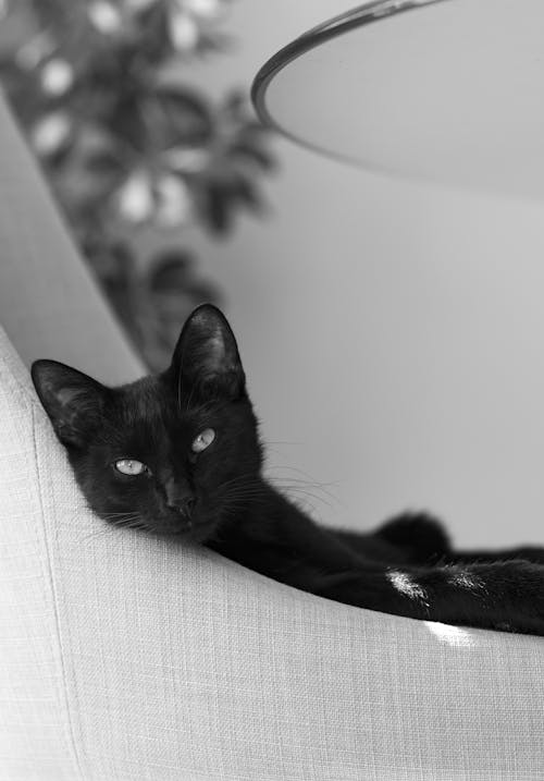 A Black Cat Lying in an Armchair 