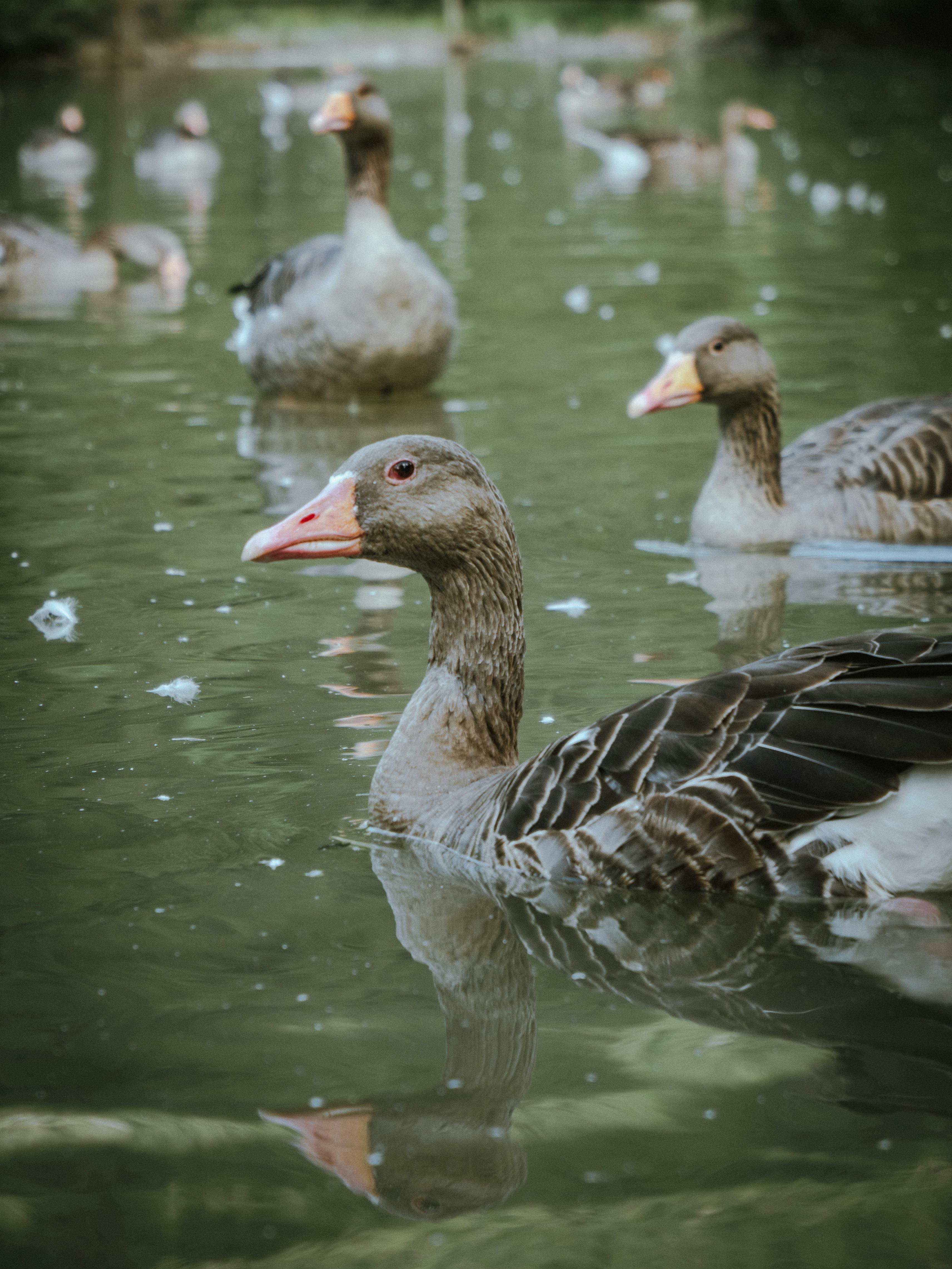 geese in pond