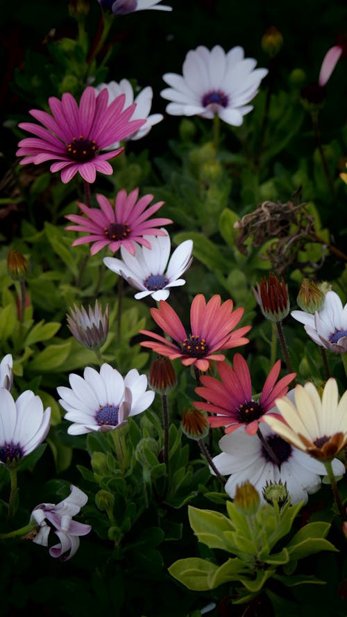 Foto profissional grátis de cheio de cor, fechar-se, flores