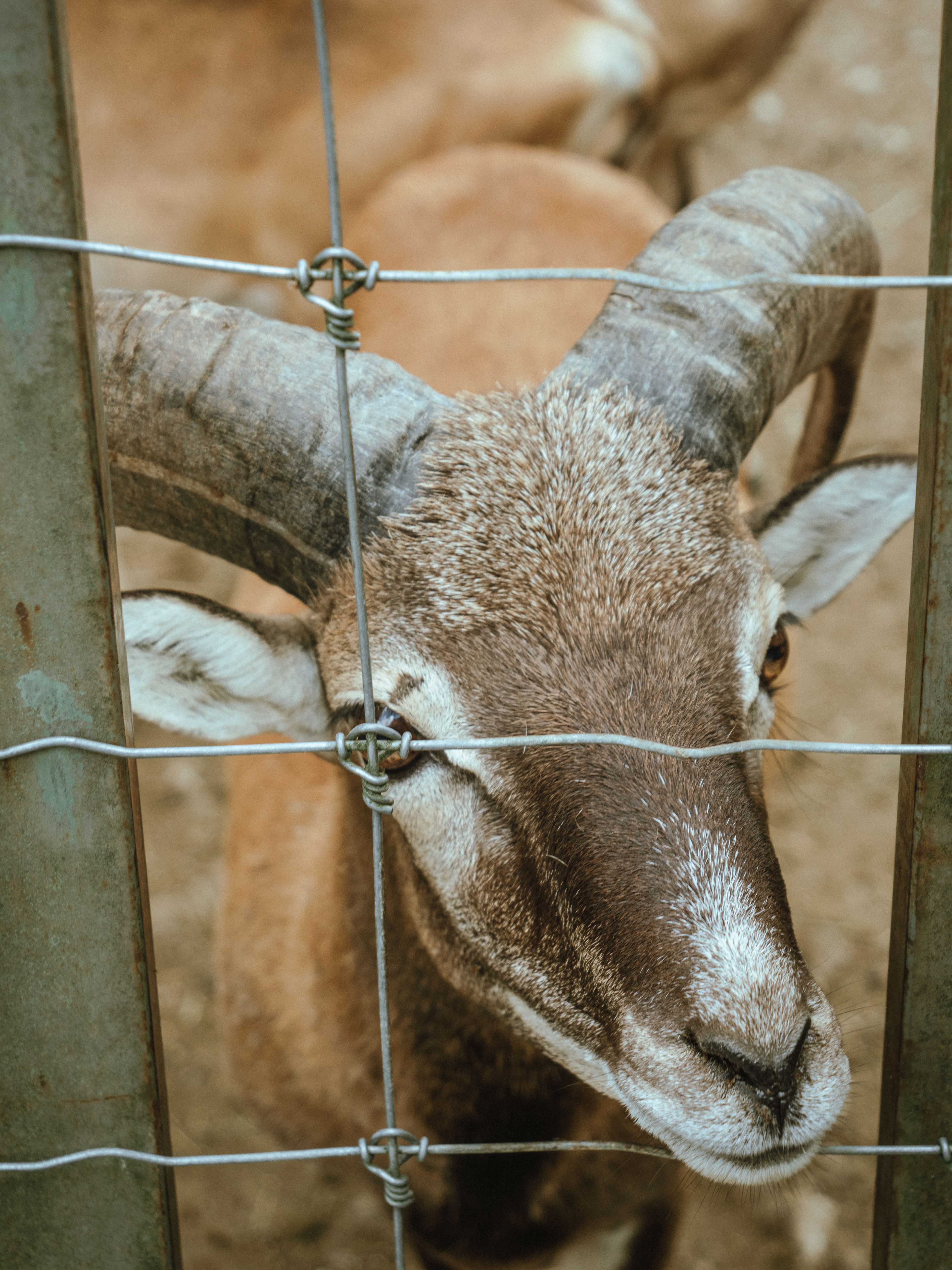 A curious goat with curved horns peering through a farm fence, capturing rustic farm life.