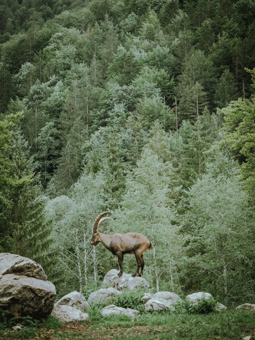 Goat Standing on a Rock 