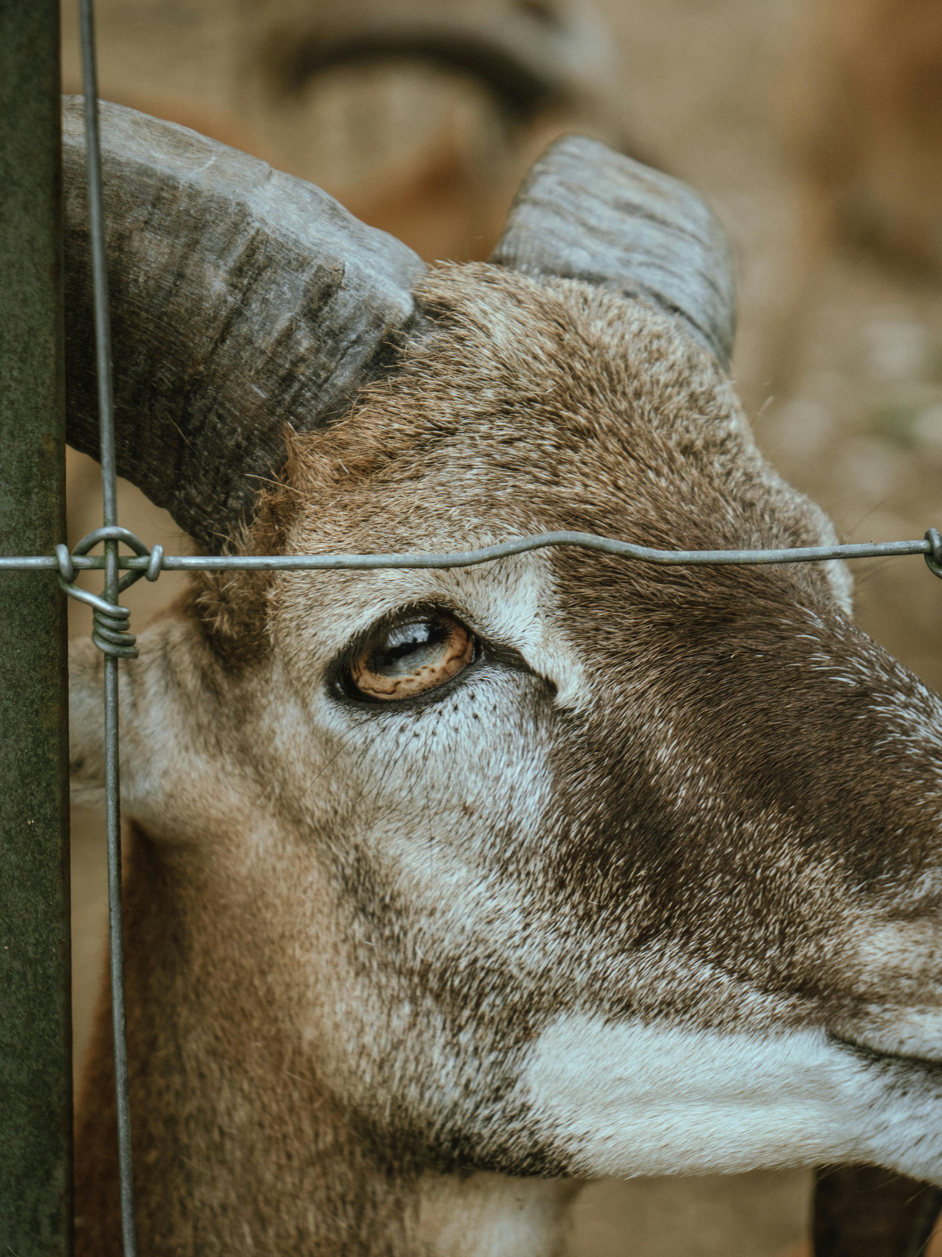 grátis Foto profissional grátis de agricultura, animais selvagens, animal Foto profissional