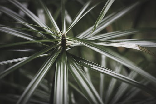 Close Up De Plante à Feuilles Vertes