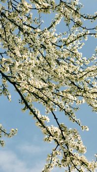 Delicate white blossoms elegantly extend across a vibrant blue sky on a clear spring day.