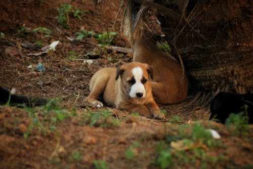 Kostnadsfri bild av brun hund, hund, söt valp