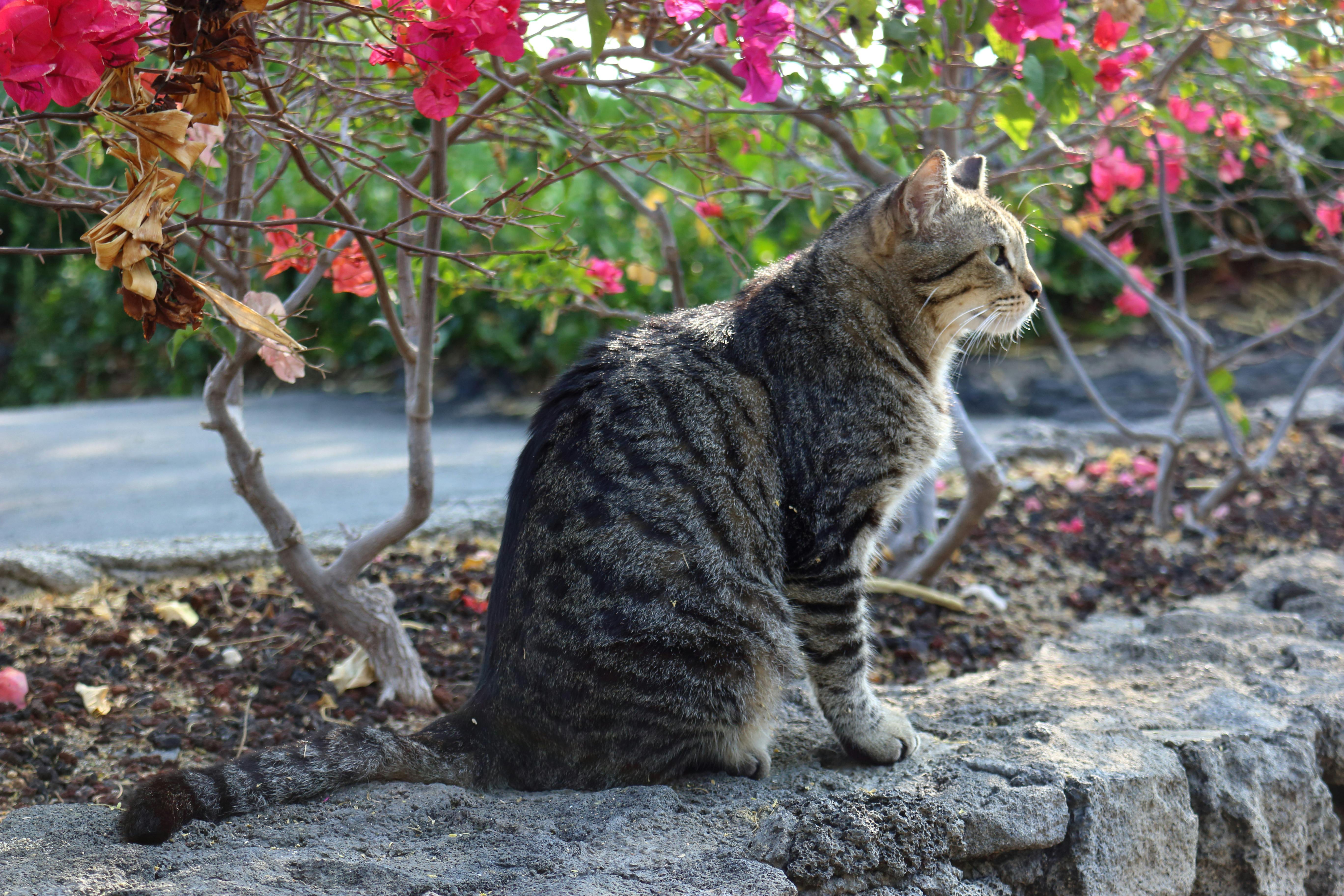 Free Stock Photo Of Animal Cat Flowers