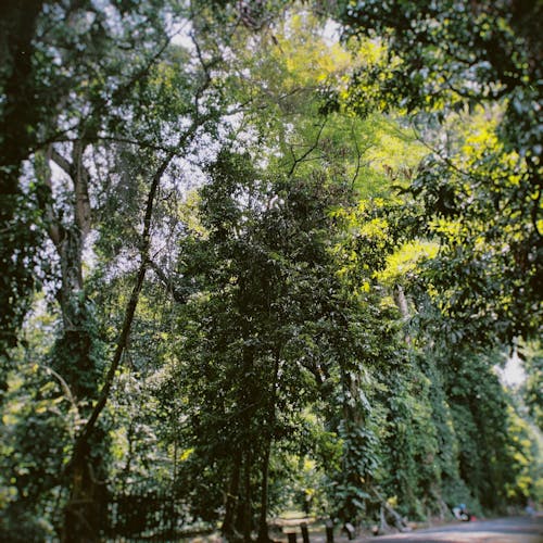 Immagine gratuita di alberi grandi, diventa verde, estate