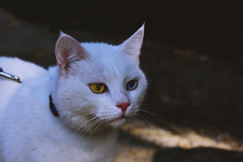 Free White Cat Stock Photo
