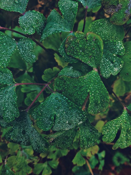 Free Close-Up Photo of Leaves Stock Photo